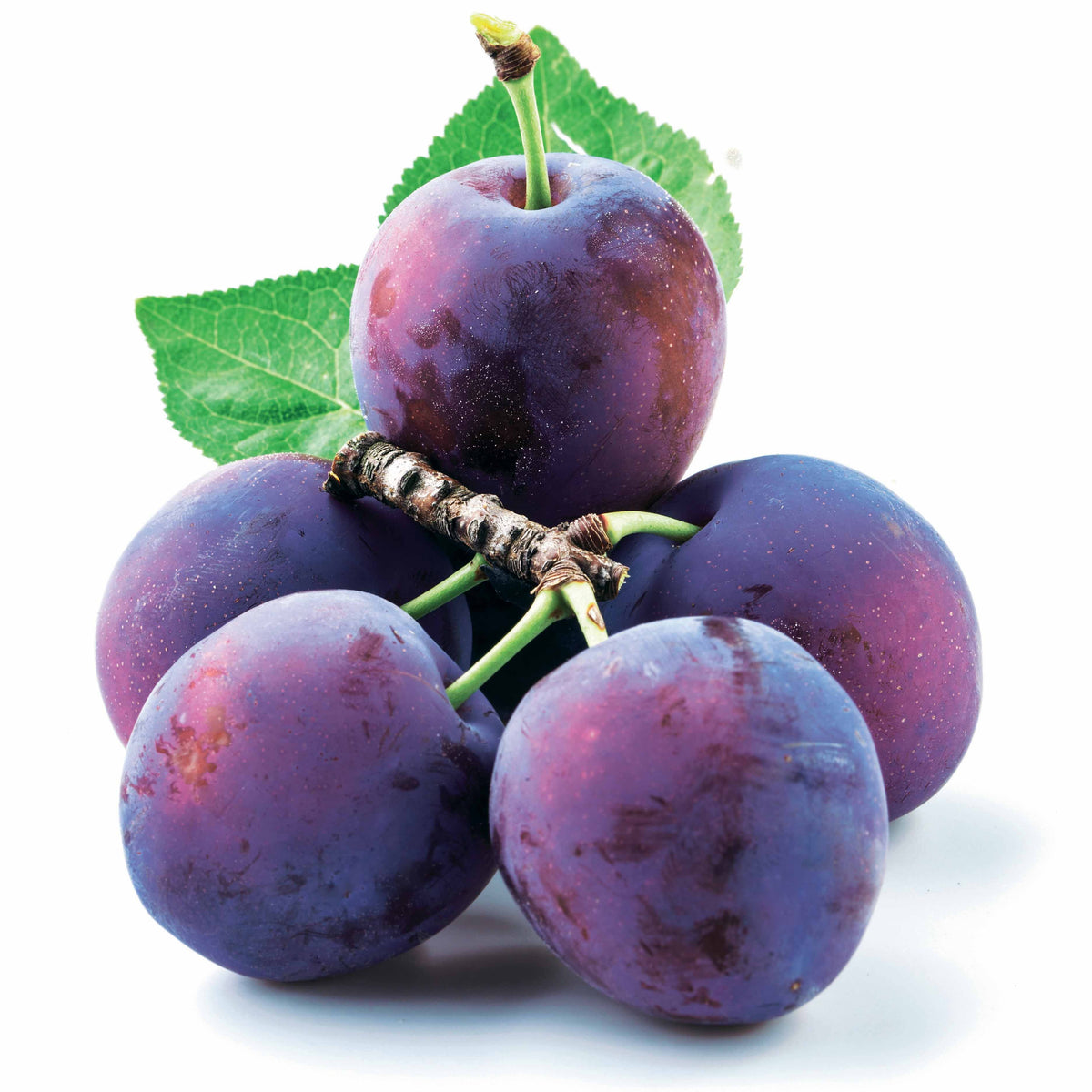 Pflaumenbäume - Pflaume ‘Reine Claude d’Althan’ - Prunus domestica Reine Claude d'Althan