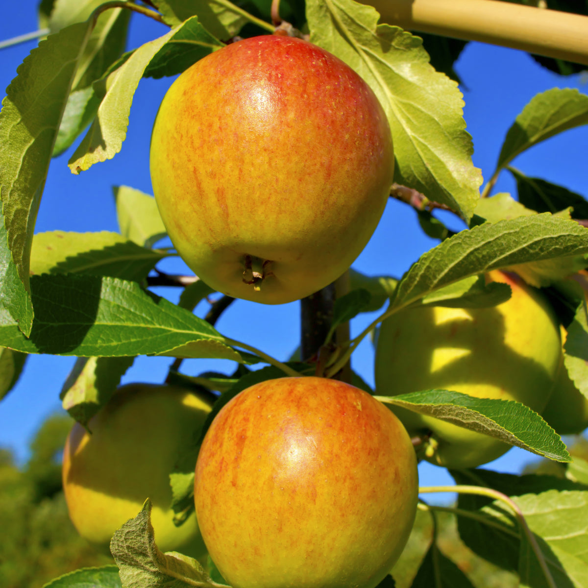 Apfel ‘Cox’s Orange Pippin’ - Malus domestica Cox's Orange Pippin - Bakker