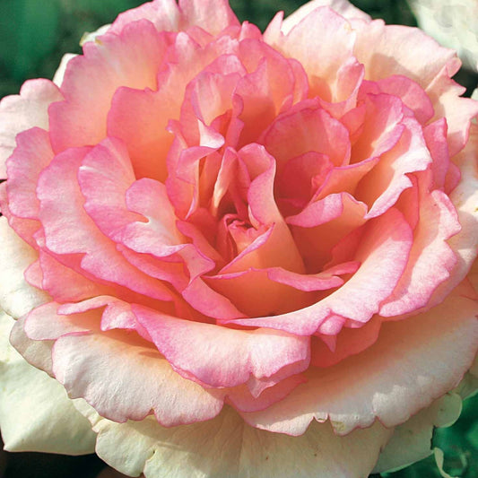 Strauchrose Souvenir de Baden-Baden ® Korsouba - Rosa Souvenir de Baden Baden ® Korsouba - Gartenpflanzen