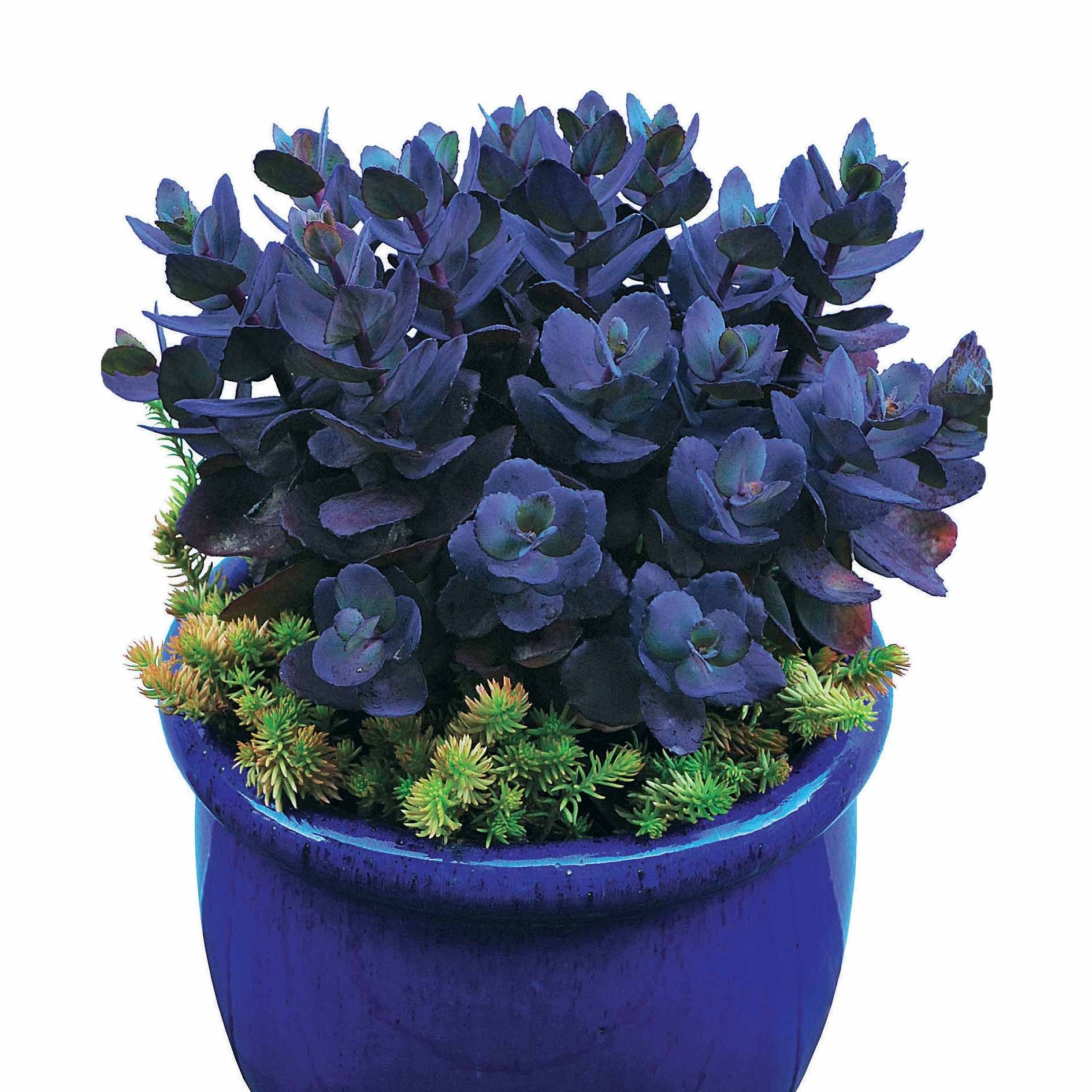 Sedum - Fetthenne - Sedum Blue Pearl - Sedum Blue Pearl