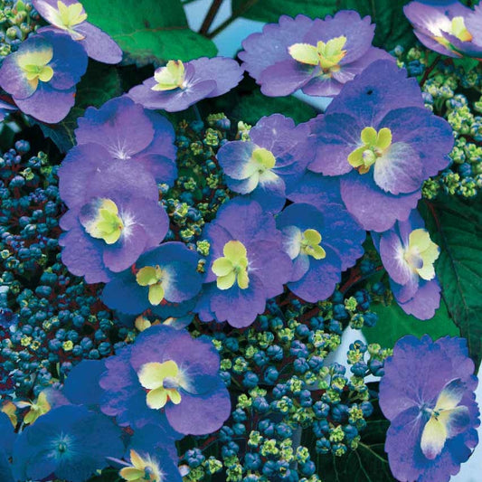 Bauernhortensie Blueberry Cheesecake - Hydrangea blueberry cheesecake - Gartenpflanzen