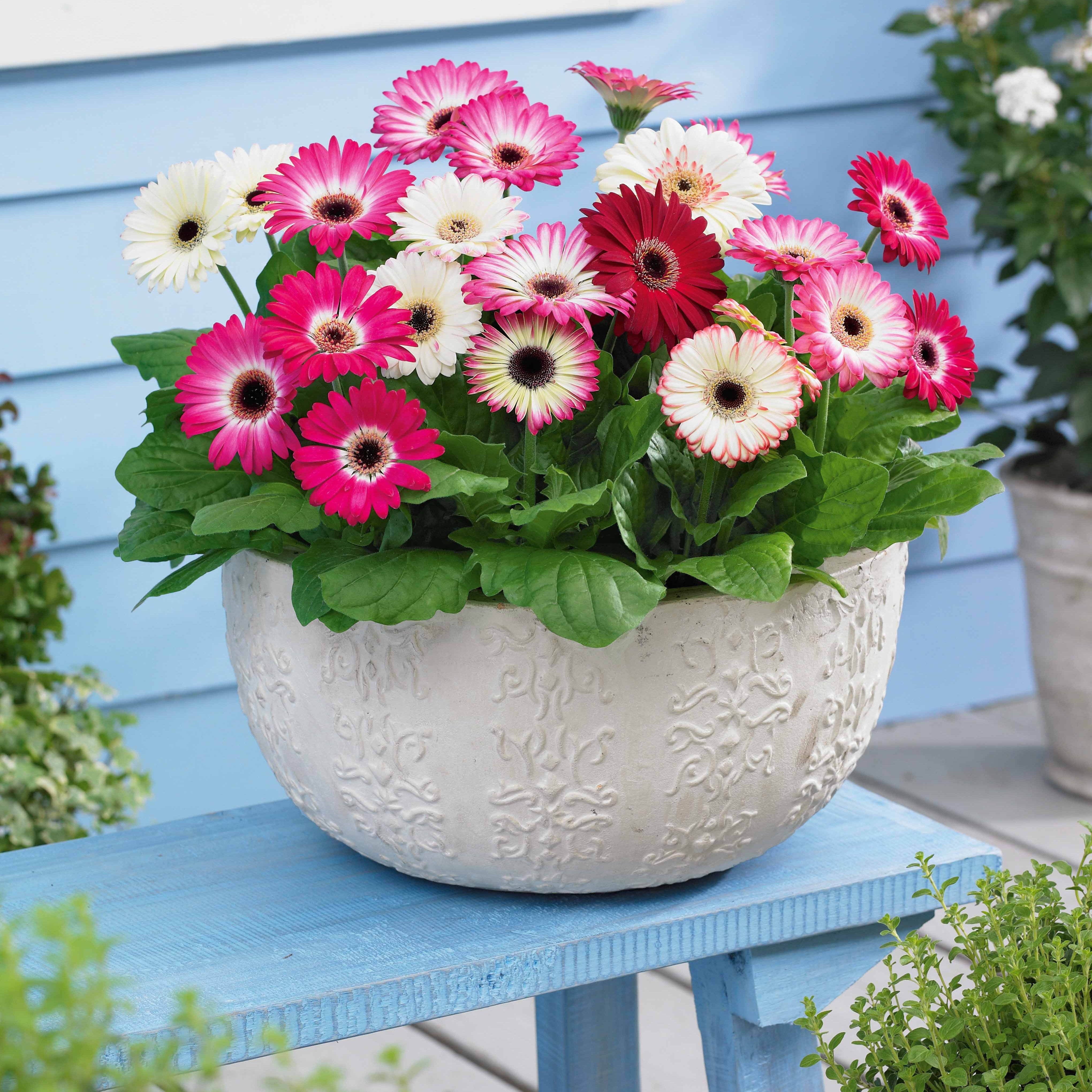 Pastellfarbene Gerbera (x4) - Gerbera sophisticated