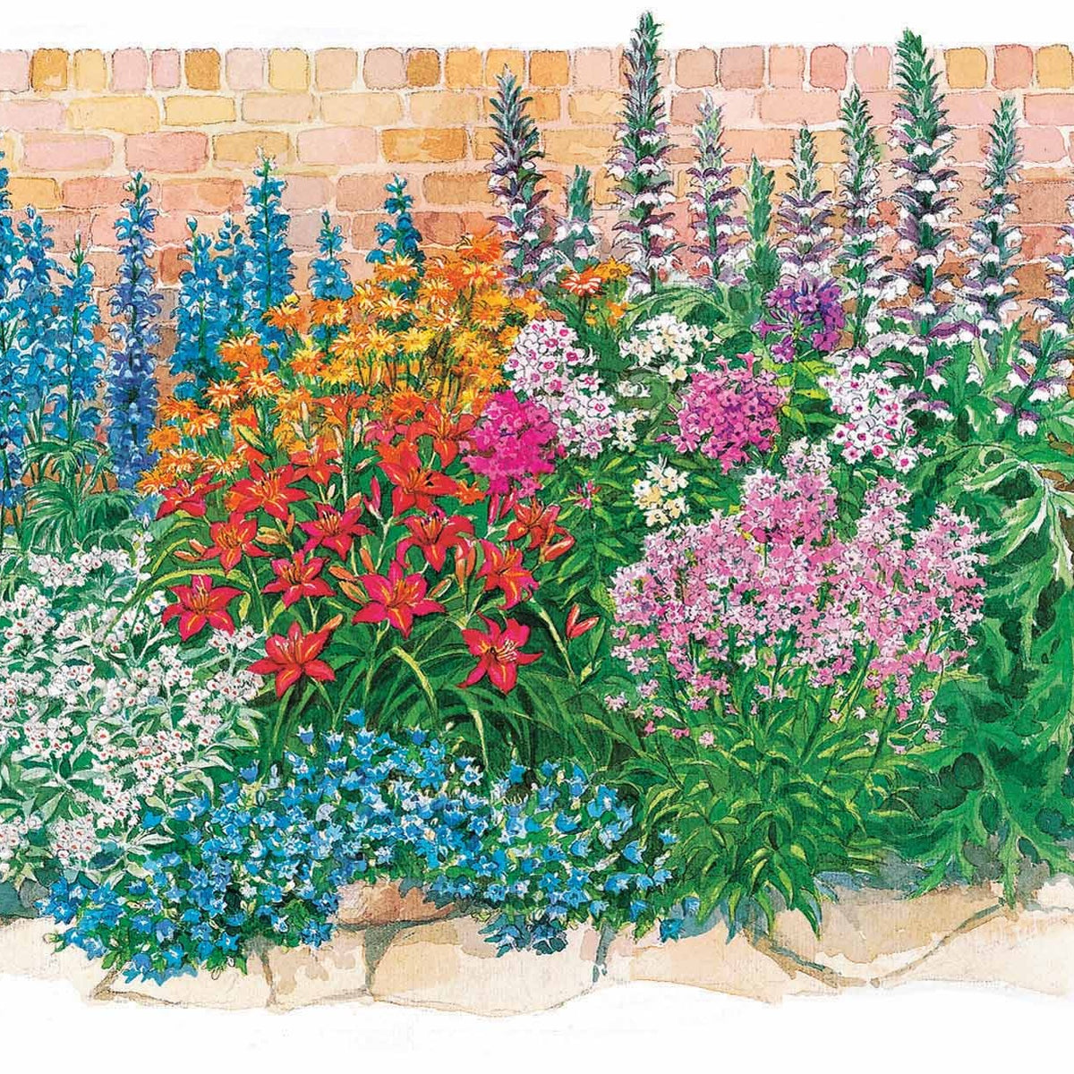 Sommerblumenbeet – Staudenmix (18 Pflanzen) - Acanthus mollis, Heliopsis scabra, Aconitum napellus, Phlox paniculata, Hemrocallis Samy Russel, Lychnis viscaria, Anaphalis triplinervis, Campanula carpatica - Bakker