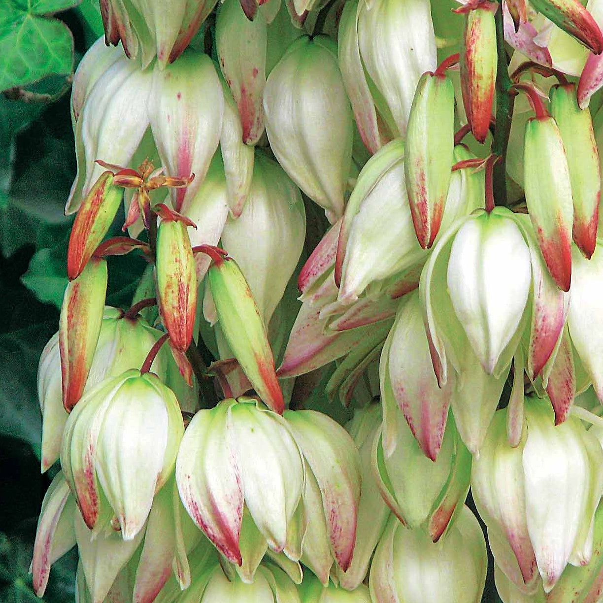 Panaschierte Palmlilie - Yucca filamentosa Bright Edge