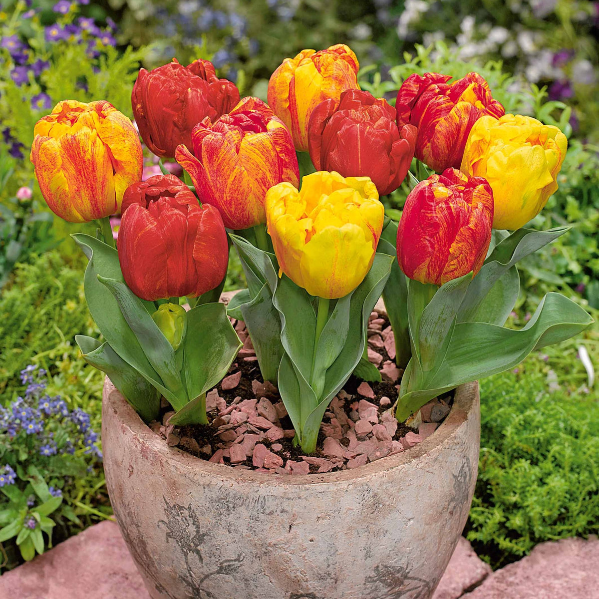 Tulpe Flaming Baby - Bakker