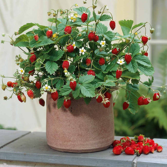 Walderdbeere Königin der Täler - Fragaria vesca reine des vallées - Erdbeeren