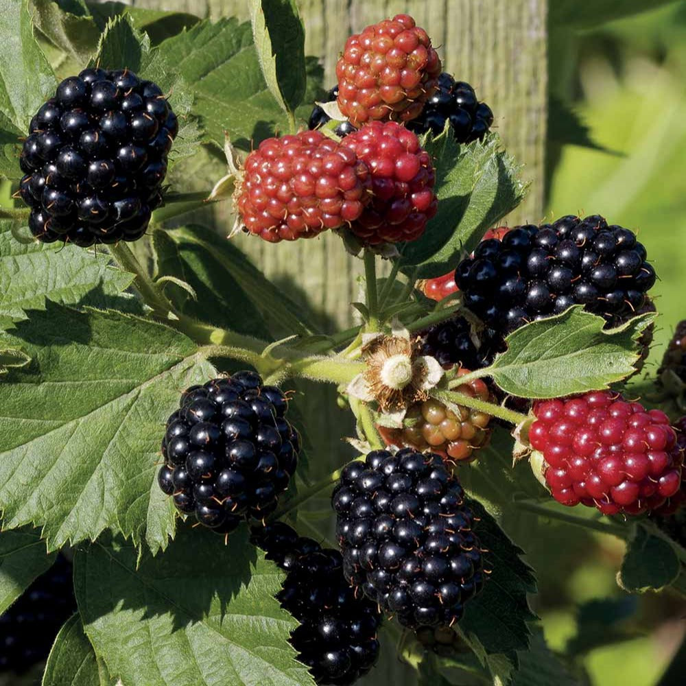 Brombeere Reuben - Rubus fruticosus reuben® - Obst