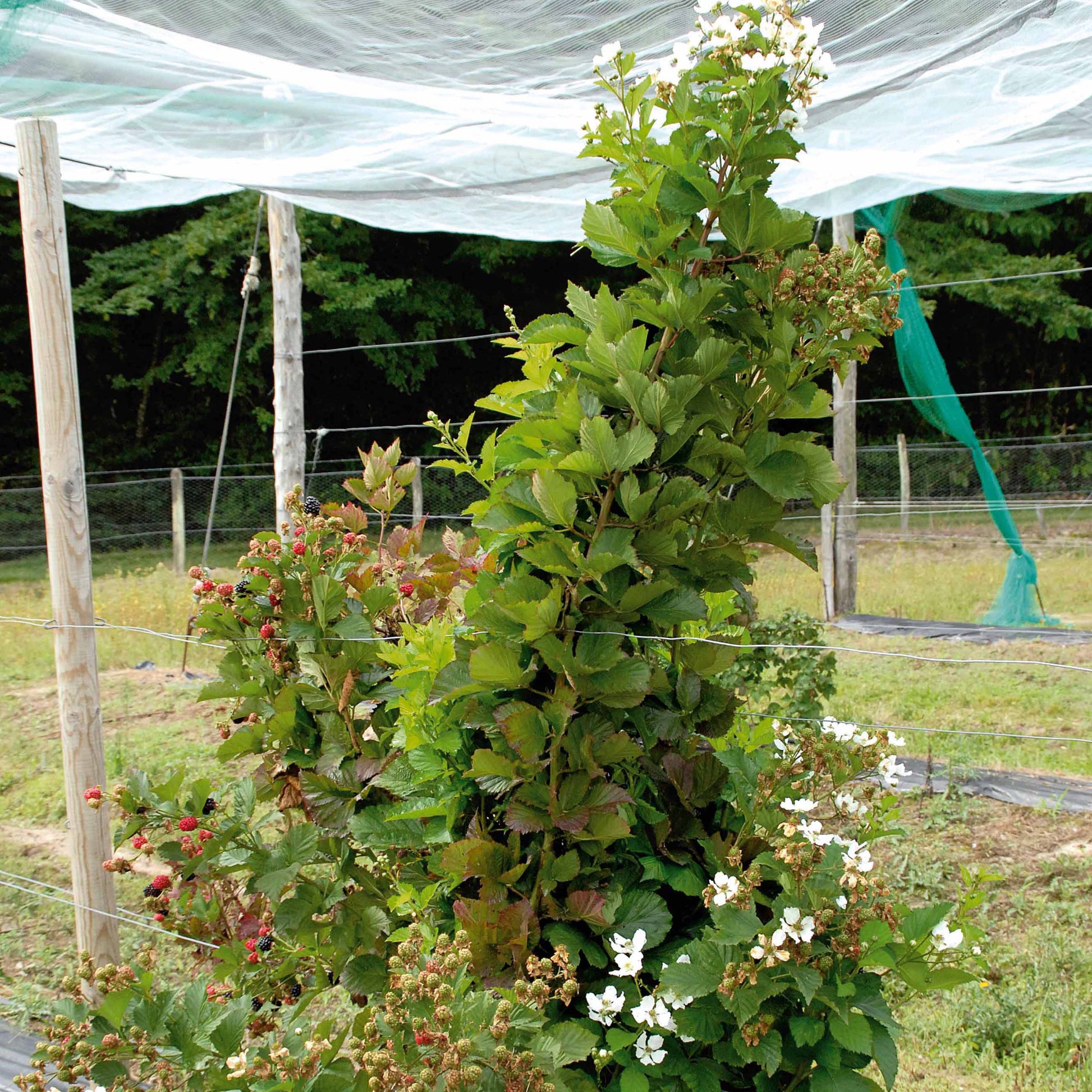 Brombeere Reuben - Rubus fruticosus reuben® - Maulbeere