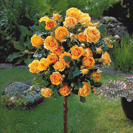 Stockrose Sunsilk - Rosa Sunsilk - Gartenpflanzen