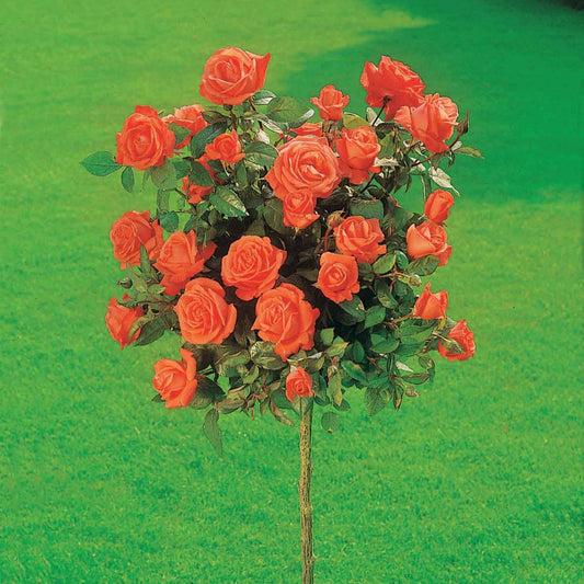 Stockrose Ramona - Bakker