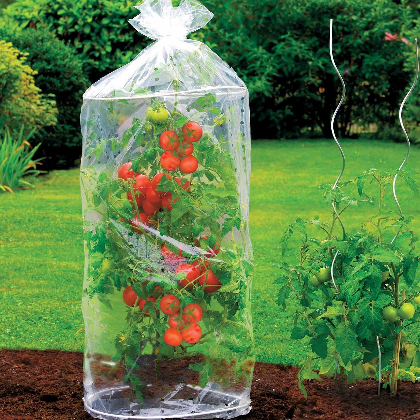 "TomatenHaube 2er 2 Hüllen für Tomaten (x2)"