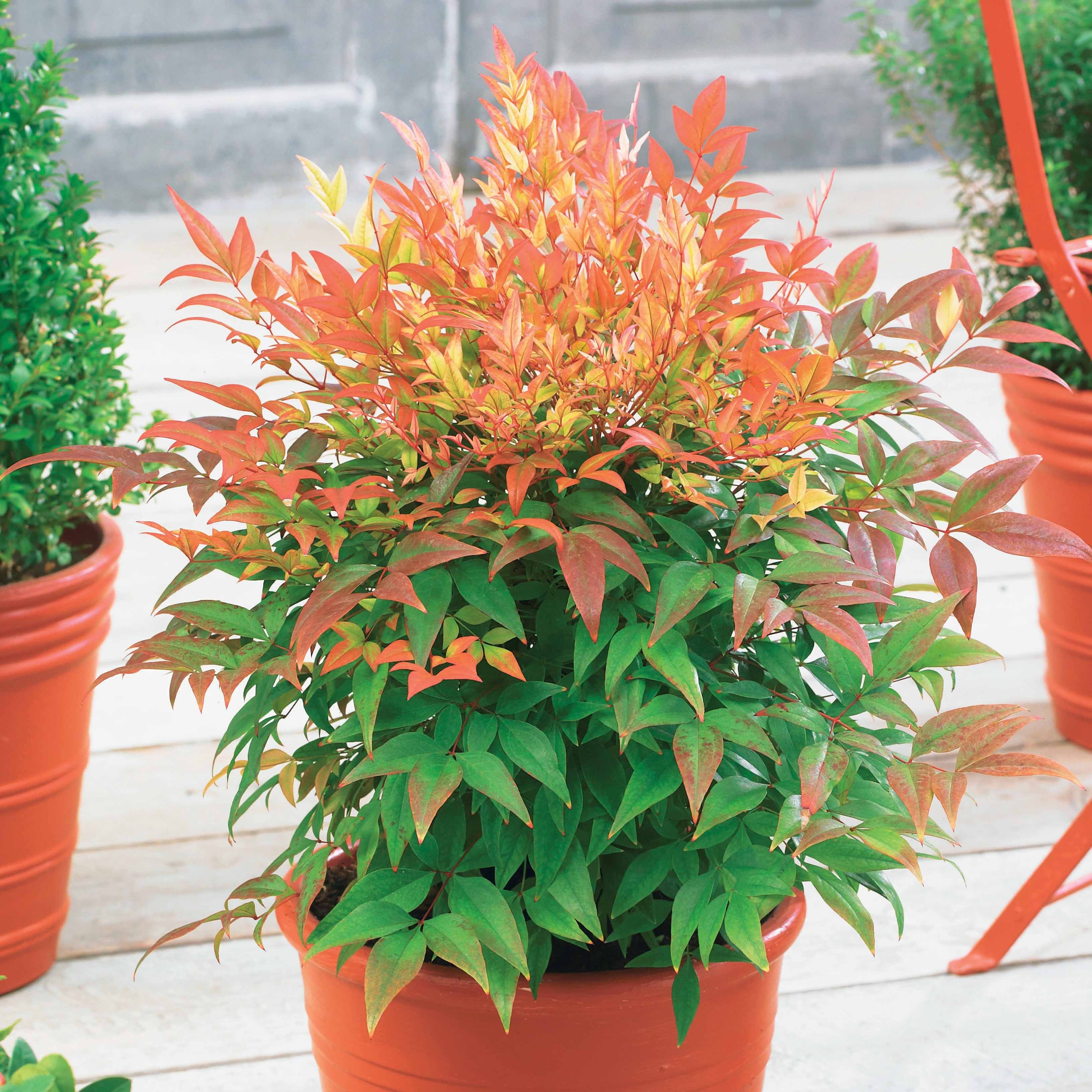 heiliger bambus grösse Heiliger Bambus Sunset Boulevard® - Nandina domestica sunset boulevard ®