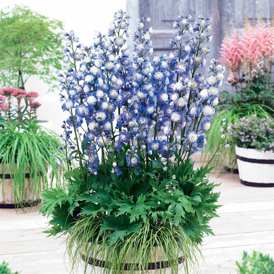 Rittersporn Highlander® Bolero - Bakker