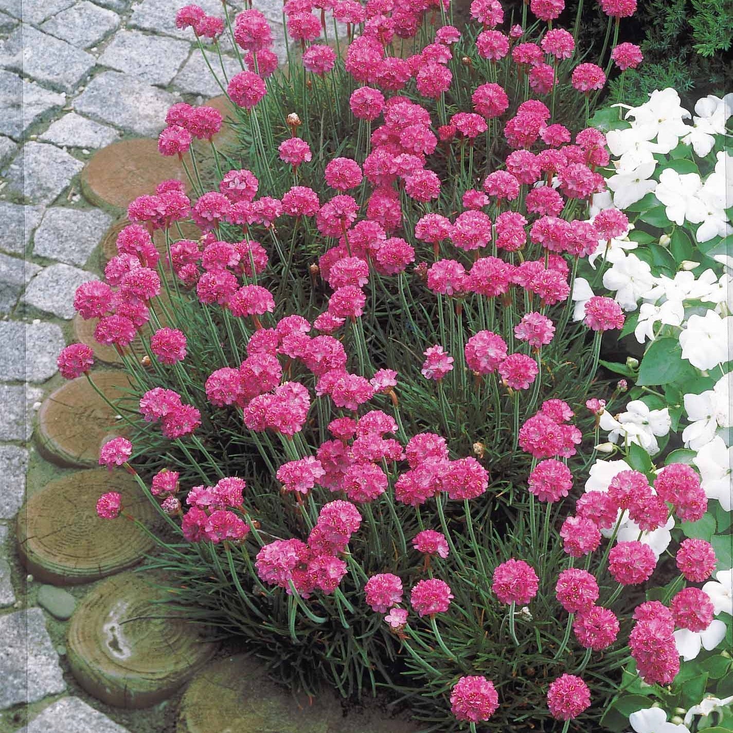 Grasnelke (x3) - Armeria maritima Splendens - Bakker