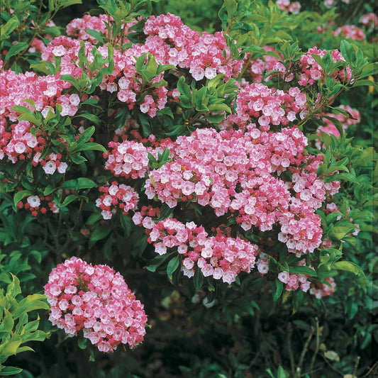 Berg-Lorbeer - Kalmia latifolia - Gartenpflanzen