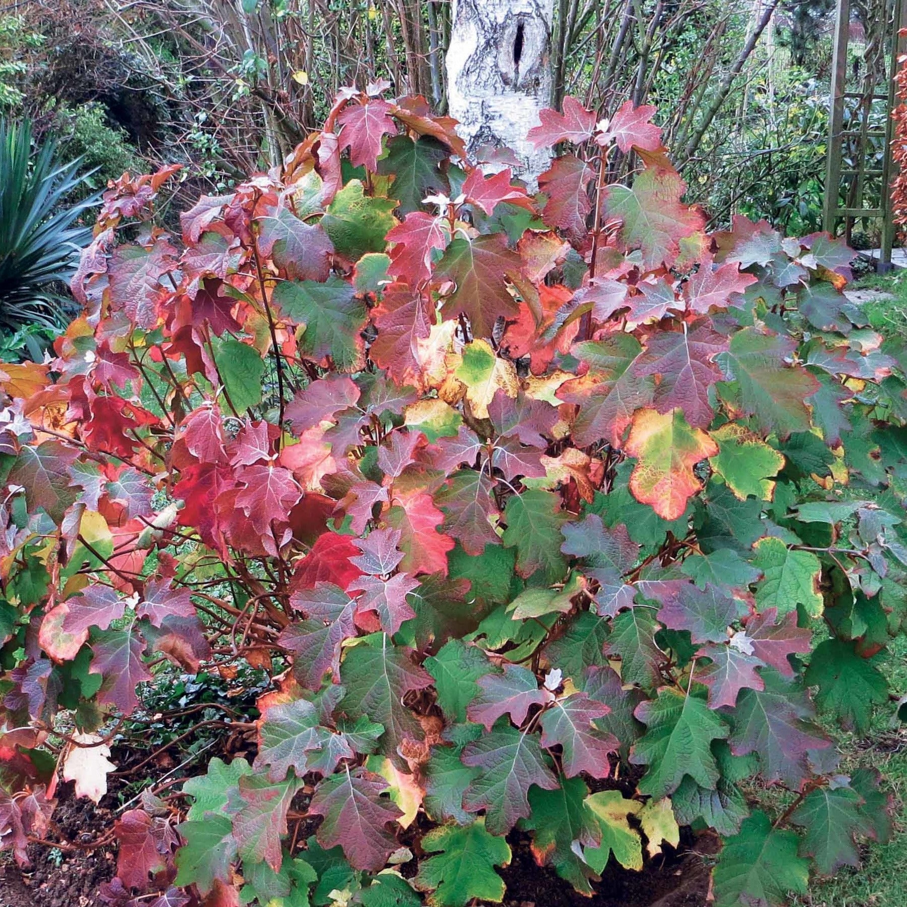 eichenblatt hortensie düngen Eichenblättrige Hortensie - Hydrangea quercifolia