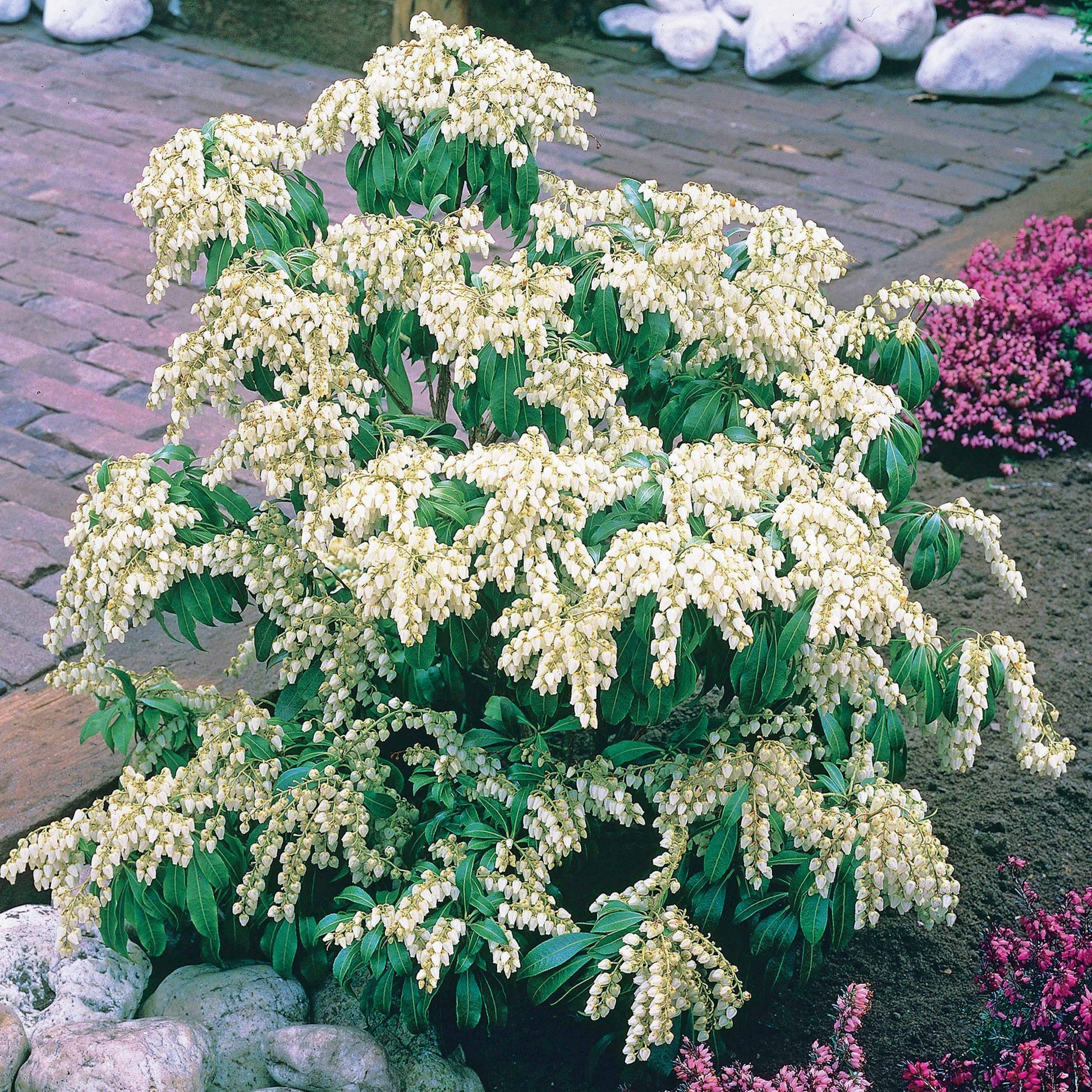 Japanische Lavendelheide - Pieris japonica white cascade - Bakker