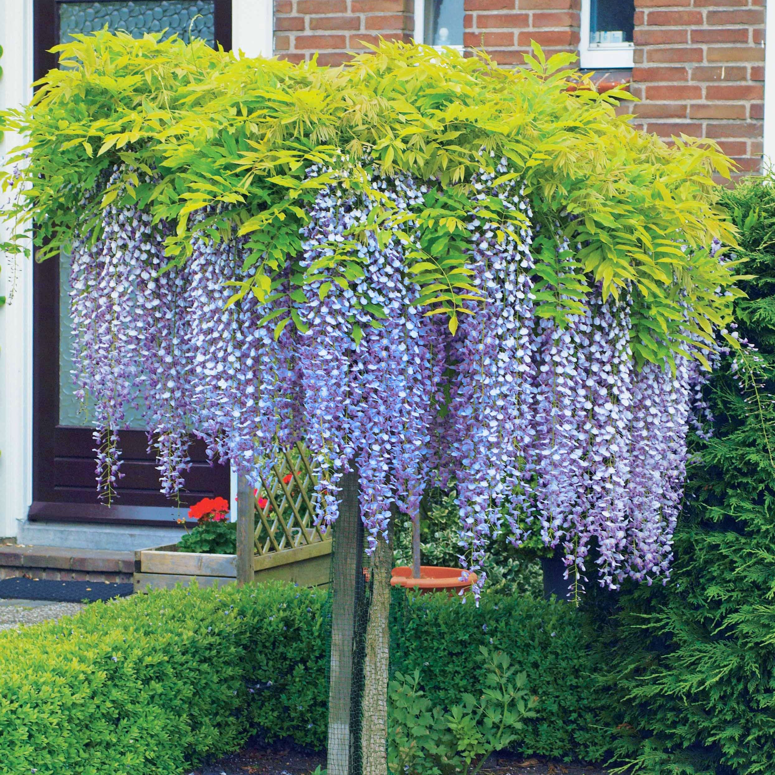 Chinesischer Blauregen auf Stamm - Wisteria sinensis