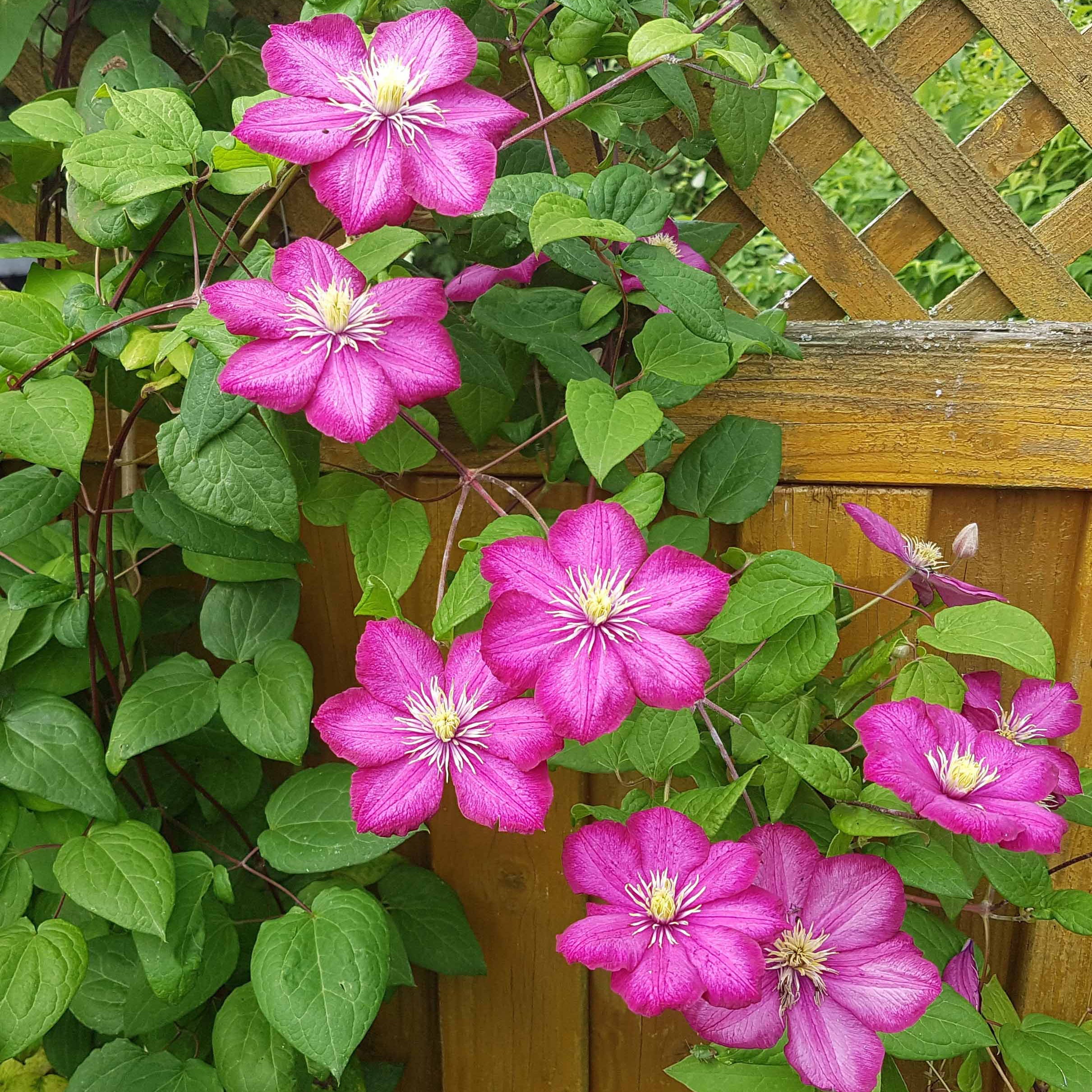 Waldrebe 'Ville de Lyon' - Clematis x viticella Ville de Lyon