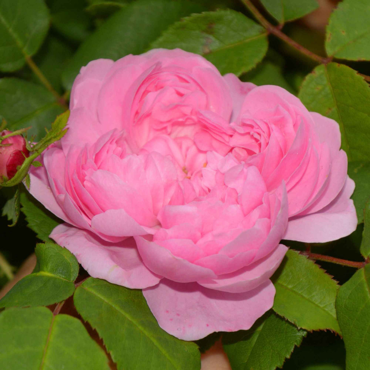 Historische Rose ‘Comte de Chambord’ - Rosa Comte de Chambord - Bakker