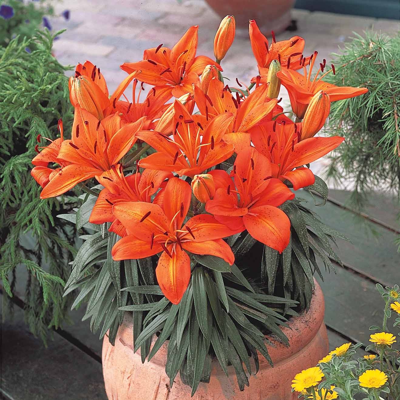 Blumenzwiebeln Lilien Orange (x3) - Lilium