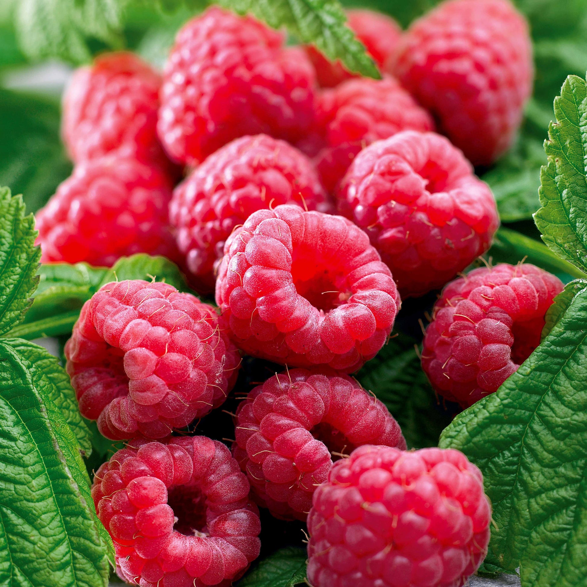 Remontant-Himbeeren Marastar ® COV MA29-20 - Rubus idaeus marastar ® cov ma29-20 - Bakker