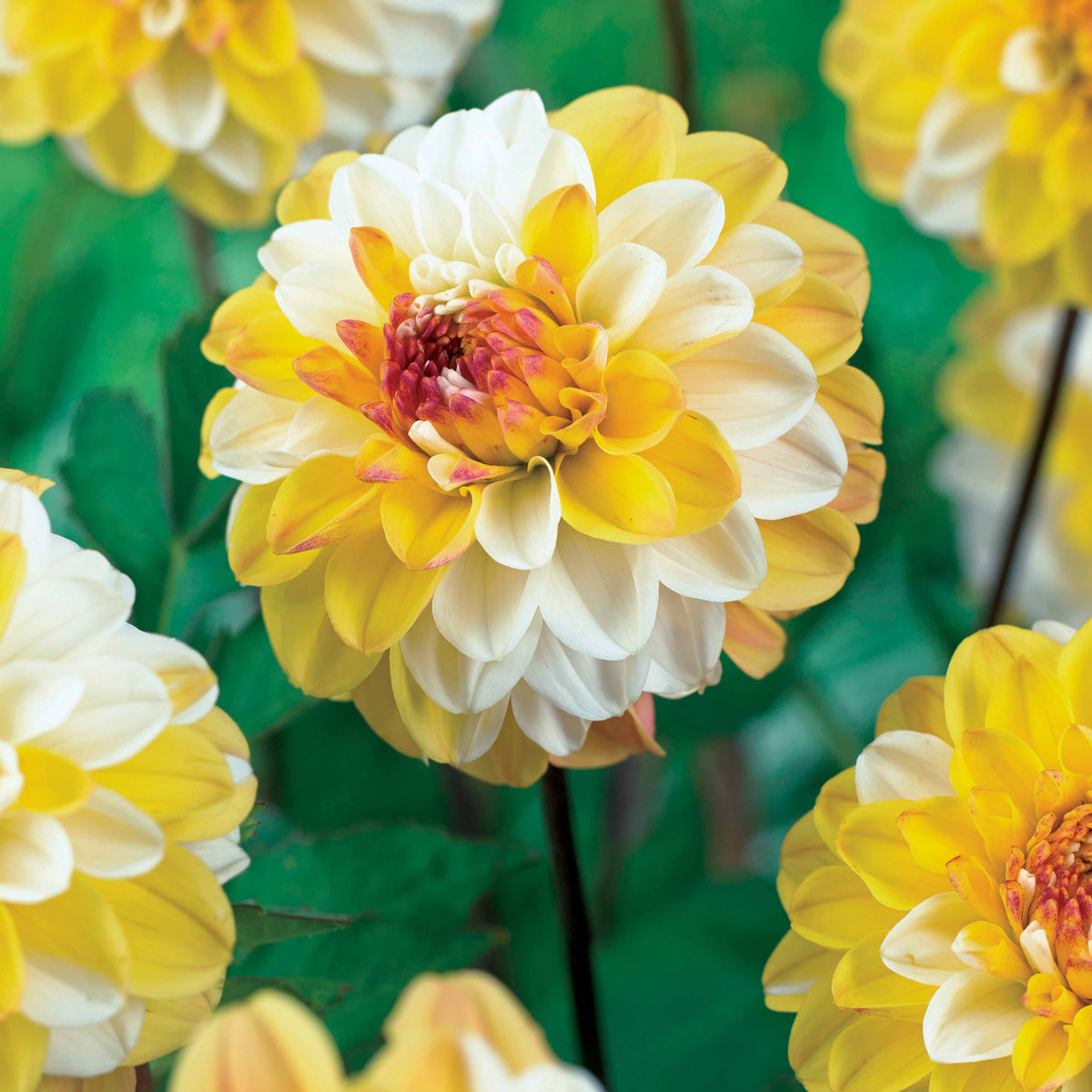 Dahlia double jill - Pompon-Dahlie Double Jill (x3) - Dahlien-Zwiebeln