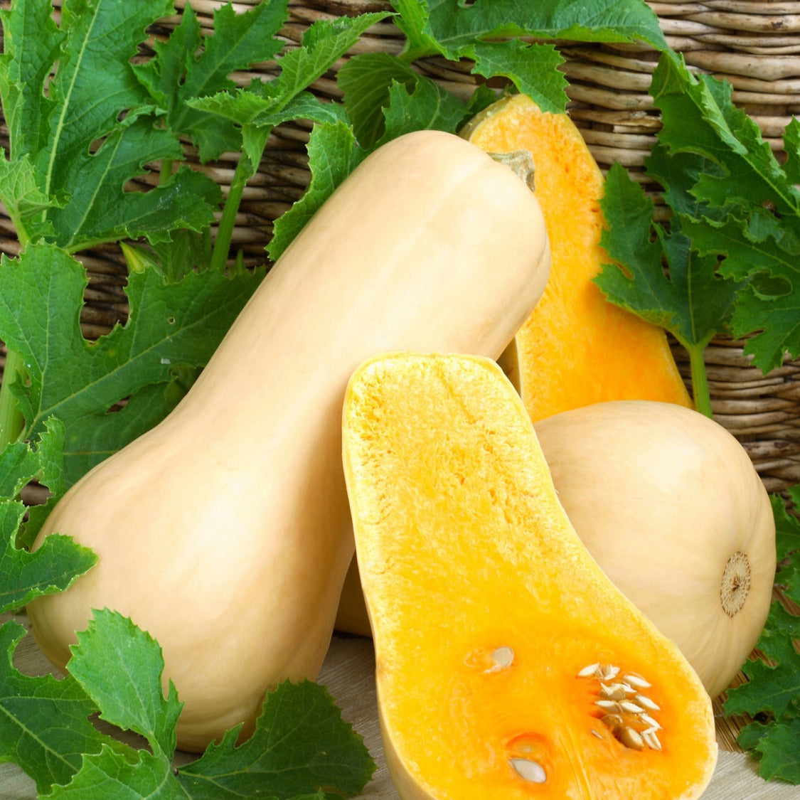 butternut kürbis saatgut Saatgut Butternut-Kürbis 'Hercules' F1 - Cucurbita moschata hercules f1
