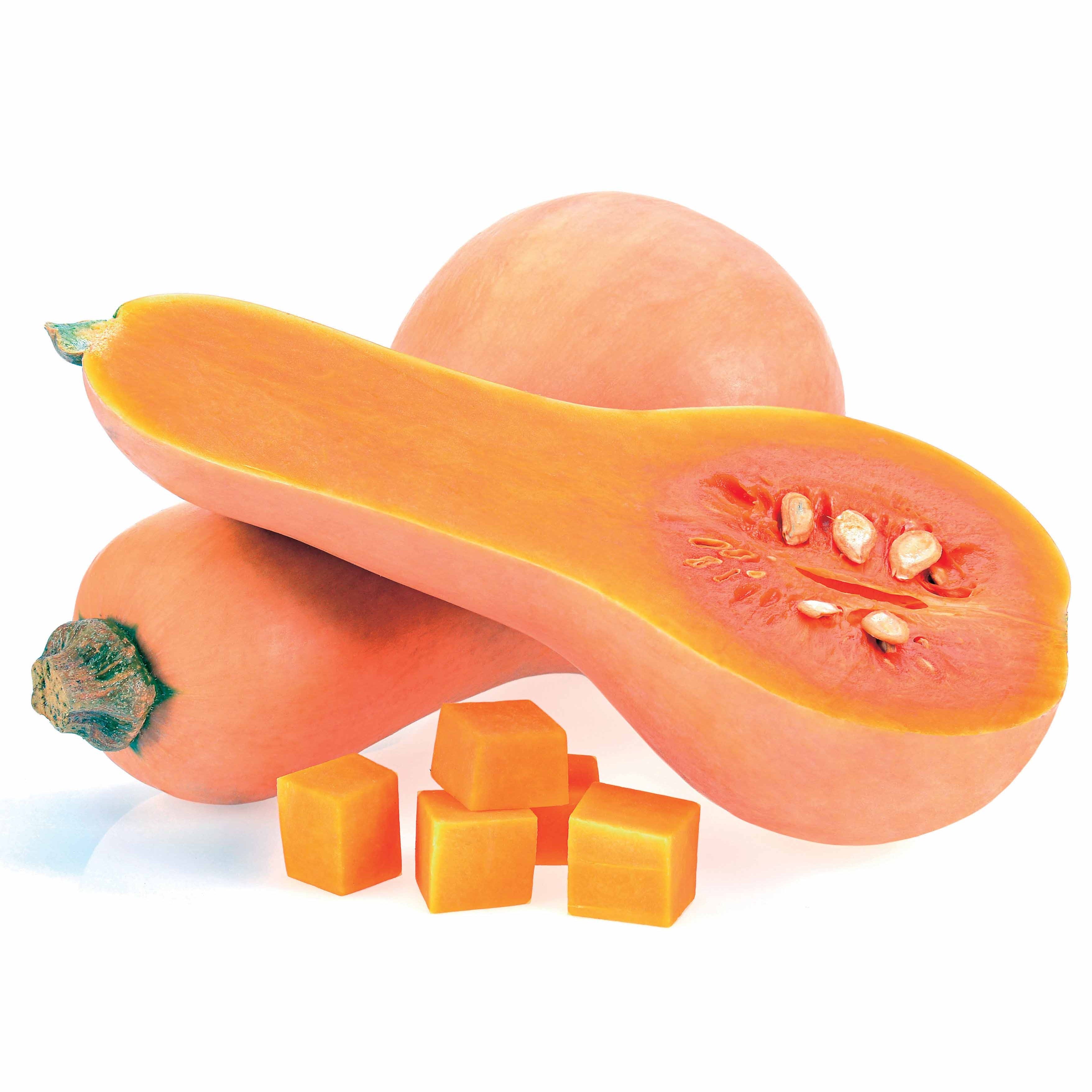 butternut kürbis saatgut Saatgut Butternut-Kürbis 'Hercules' F1 - Cucurbita moschata hercules f1