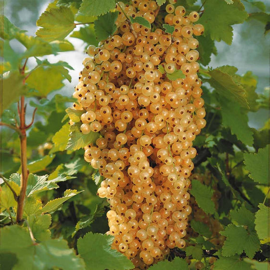 Johannisbeere Blanka (x2) - Ribes rubrum blanka - Obst