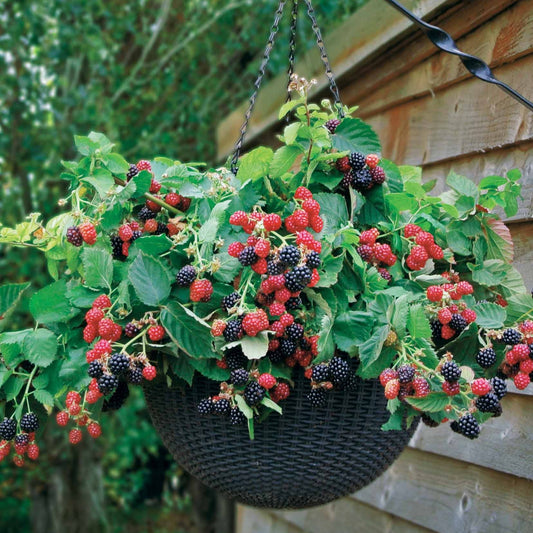 Hänge-Brombeere 'Black Cascade' - Bakker
