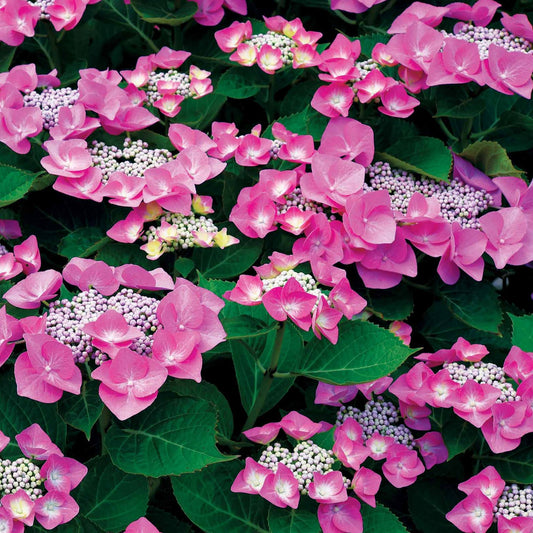 Bauernhortensie Selina - Bakker