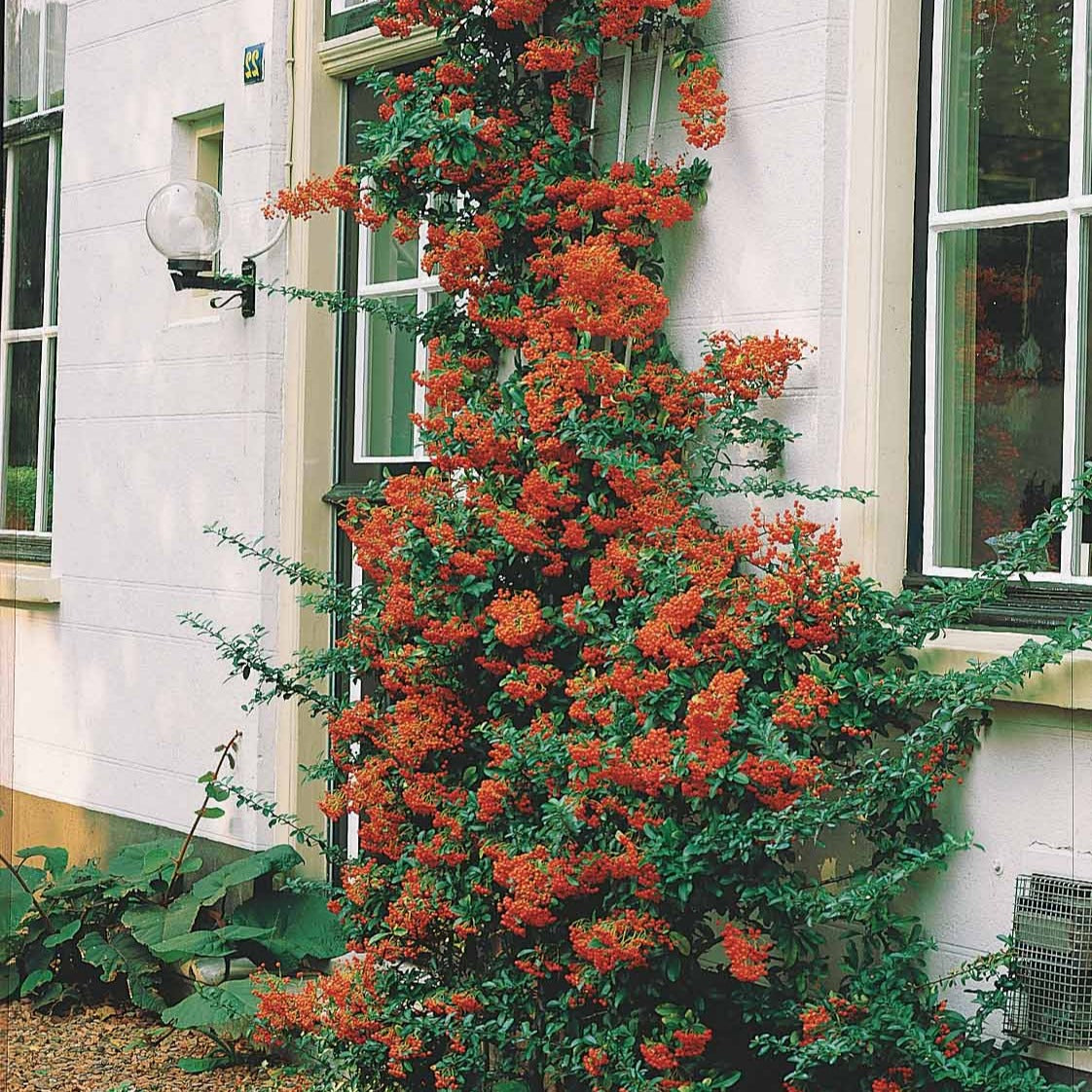 feuerdorn düngen Roter Feuerdorn - Pyracantha coccinea