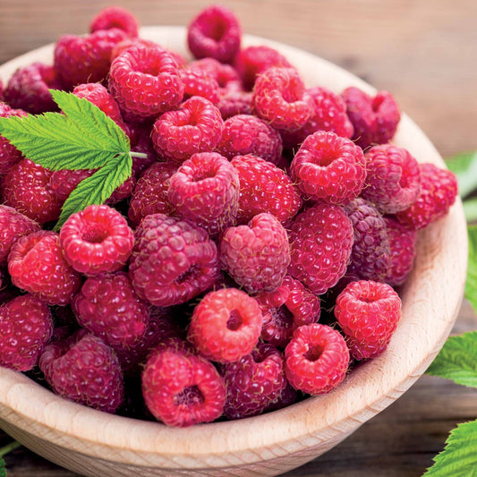 Himbeerstrauch Remontant Paris - Bakker