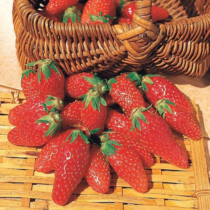 Fragaria x ananassa gariguette - Erdbeere Gariguette - Erdbeeren