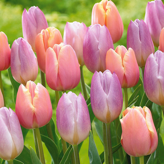 Pastel Tulpen (x20) - Bakker
