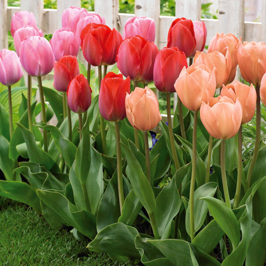 Tulpen 'Van Eijk' Variatäten Mischung (x25) - Bakker