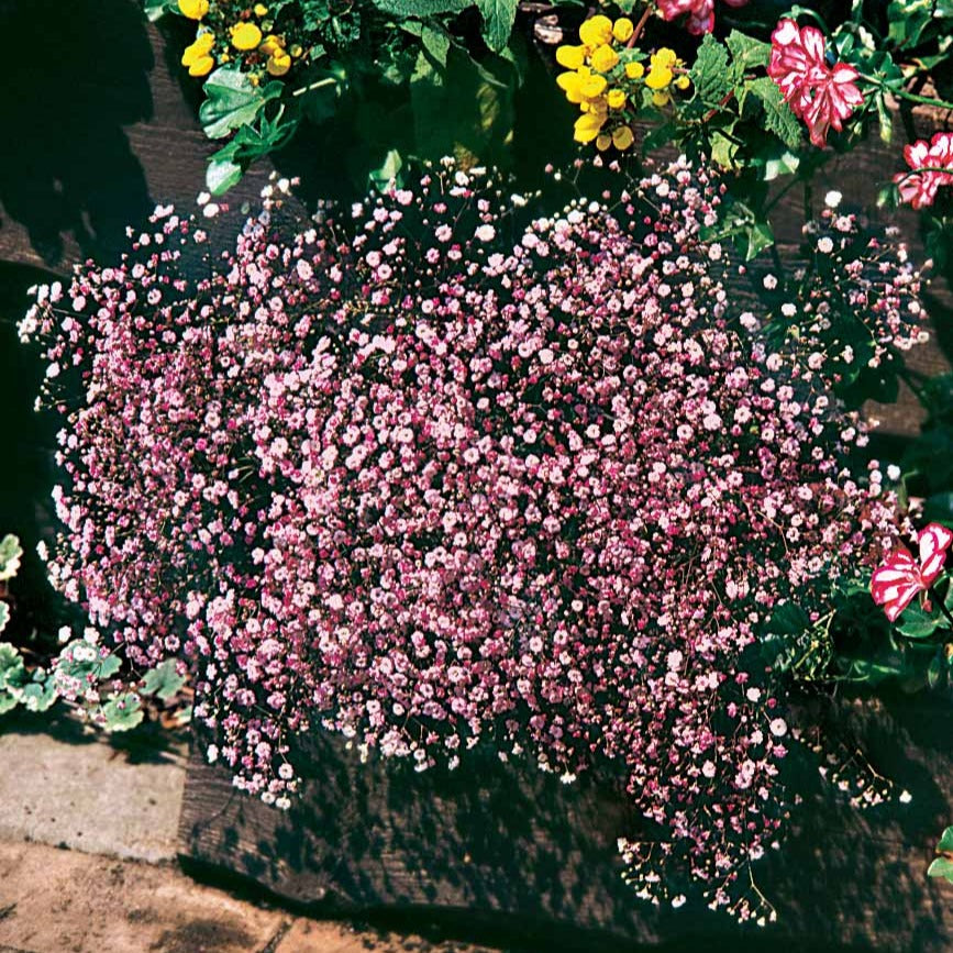 Schleierkraut rosa (x3) - Gypsophila pacifica rosea