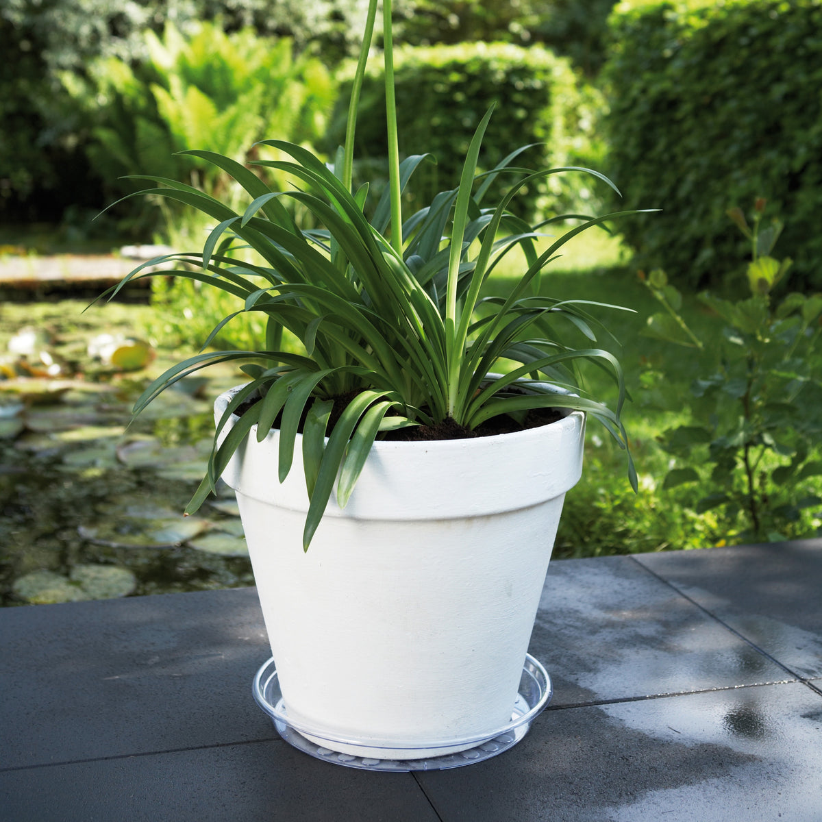 Elho Untertasse Uni-Saucer transparent - - Bakker
