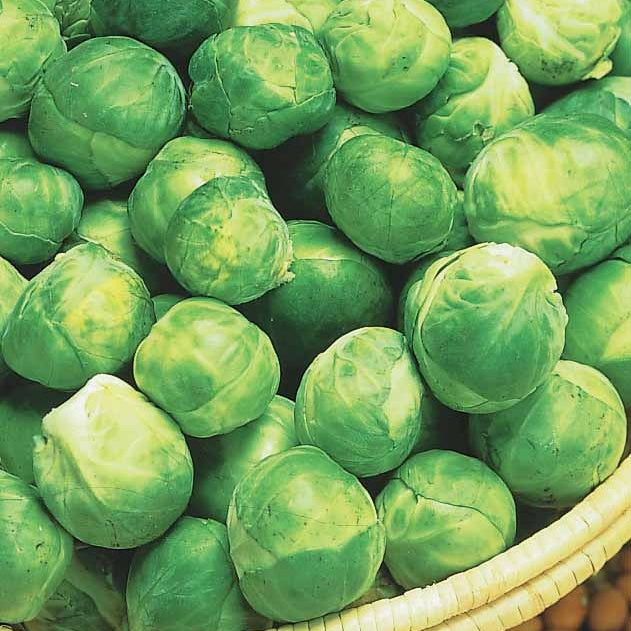 Brassica oleracea gemmifera igor f1 - Rosenkohl Igor F1 - Samen für Kohl