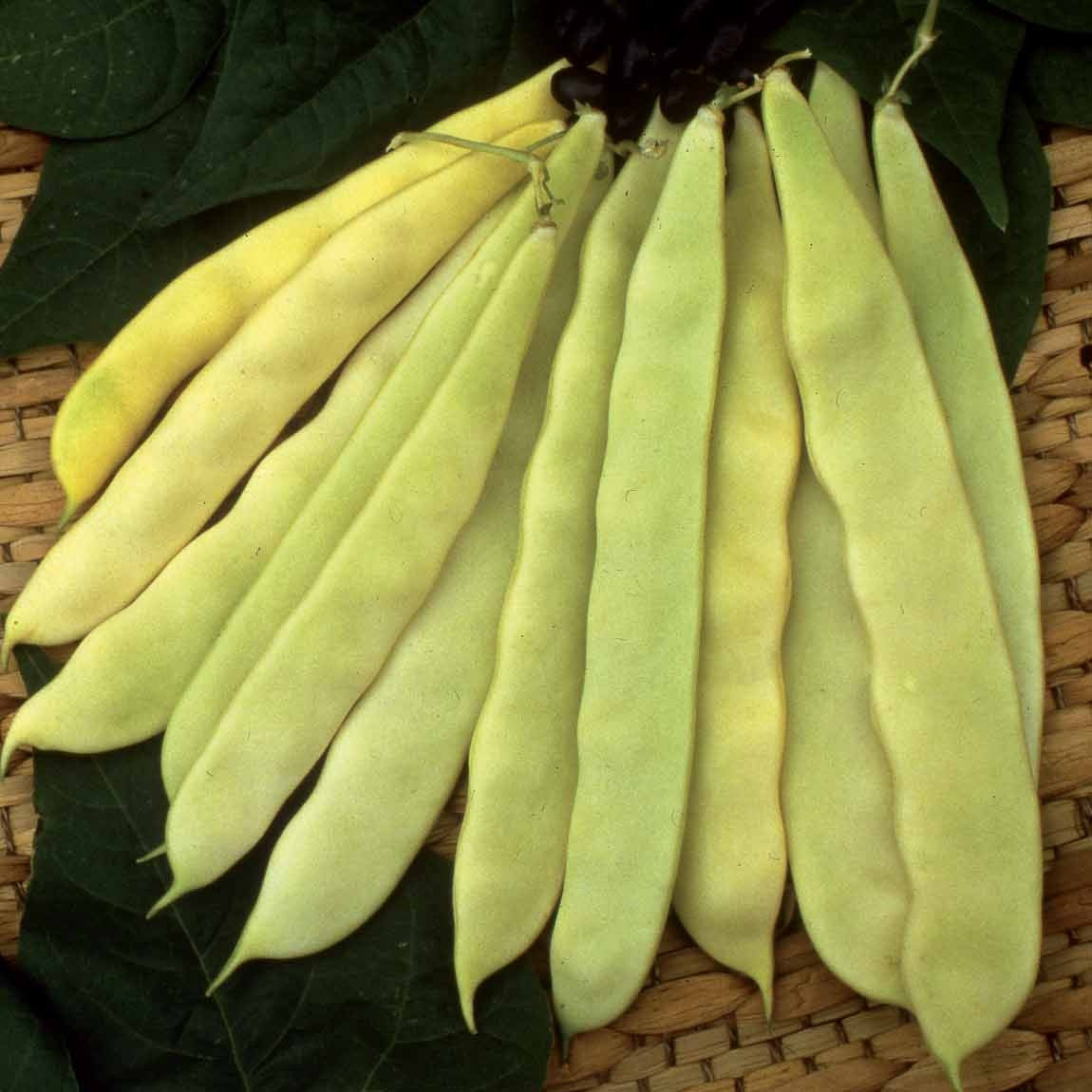 stangenbohnen saatgut Saatgut Stangenbohne Rheingold (Wunder von Venedig) - Phaseolus vulgaris or  du rhin