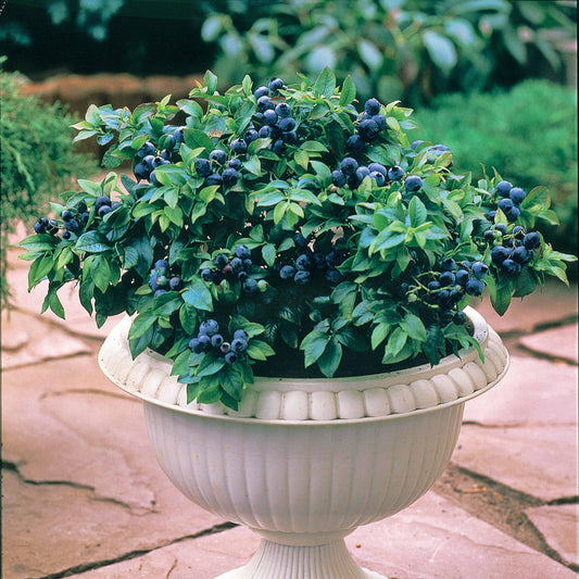 Heidelbeere Top Hat - Bakker