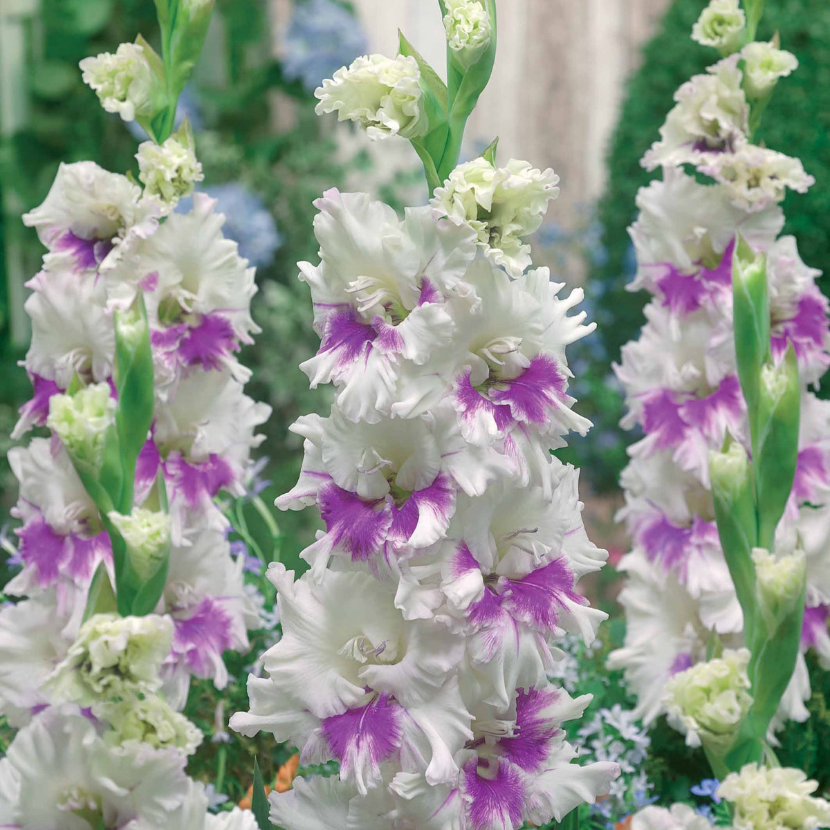 Gladiole Kirov (x10) - Bakker