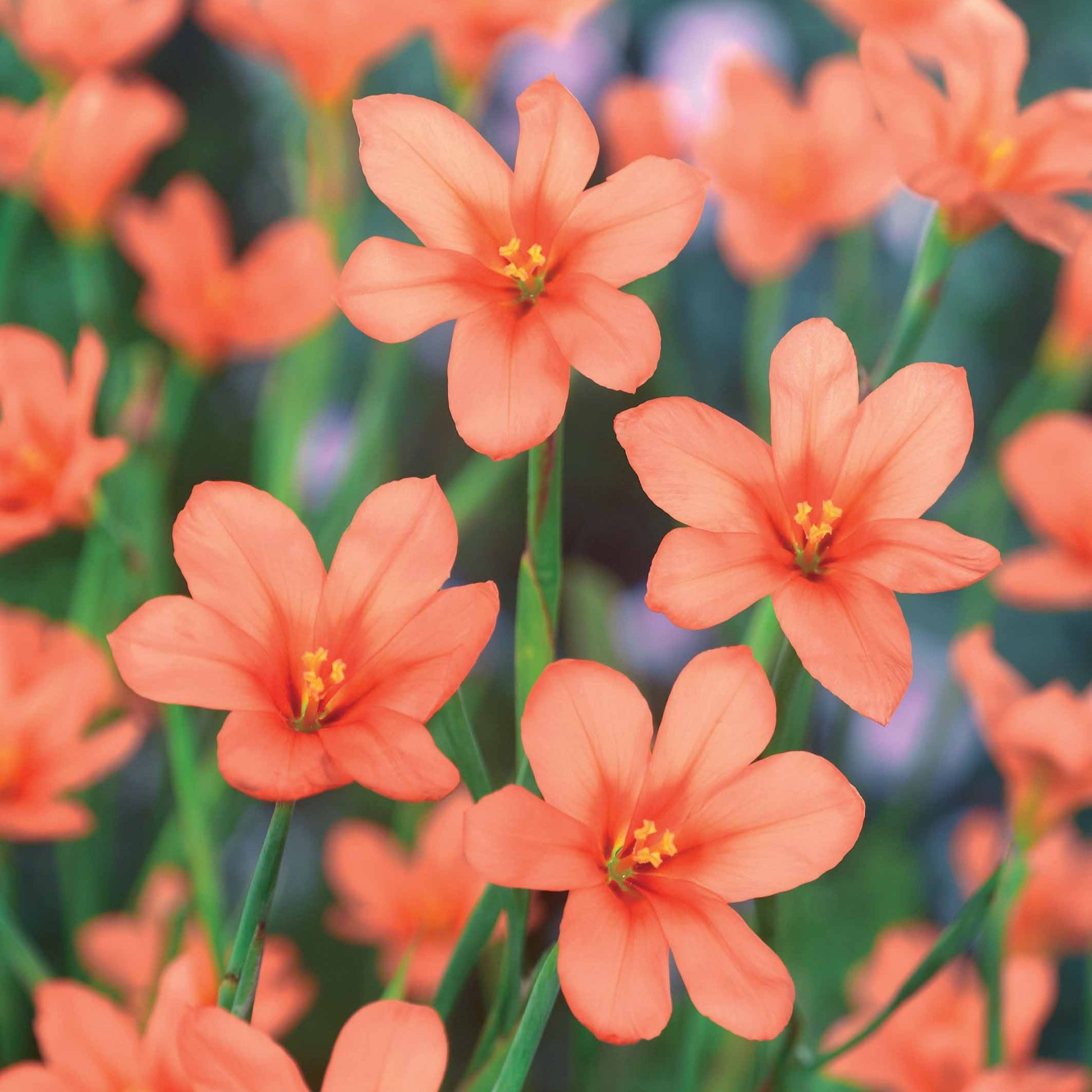 Moraea Blumenzwiebeln - Bakker