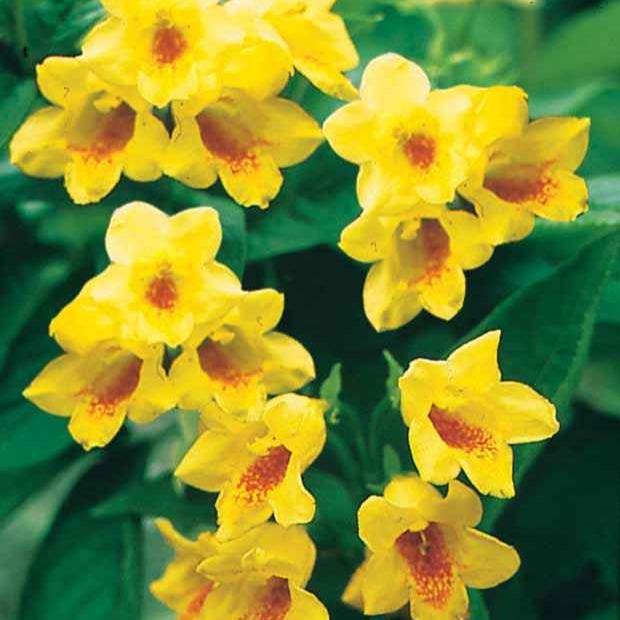 Gelbe Weigelie Weigela middendorffiana