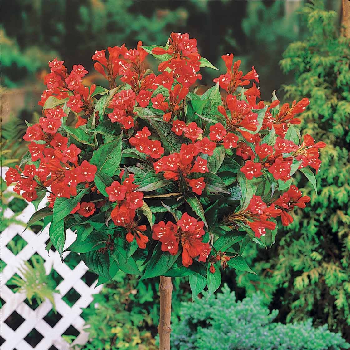 Weigelie Bristol Ruby auf Stamm Weigela bristol ruby