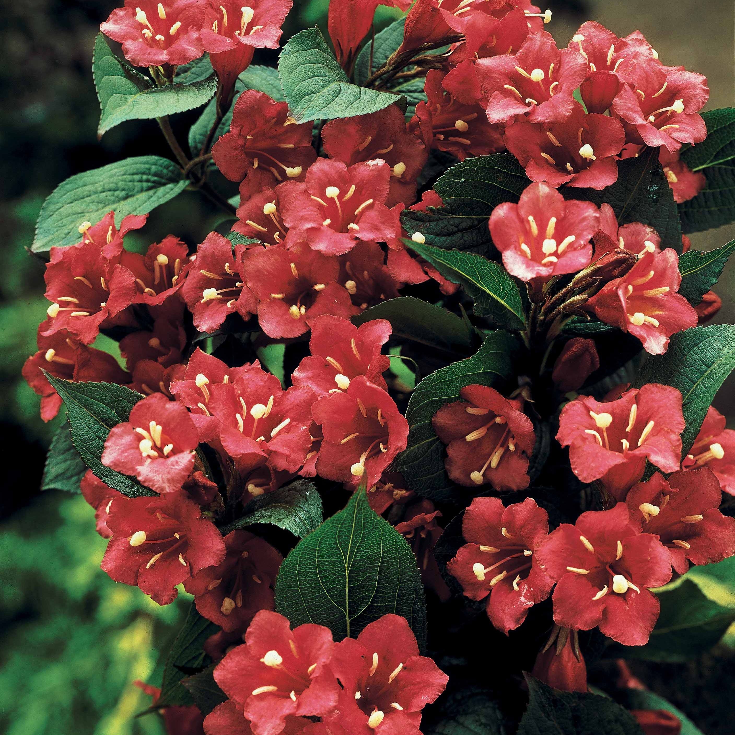 Weigelie Bristol Ruby auf Stamm Weigela bristol ruby