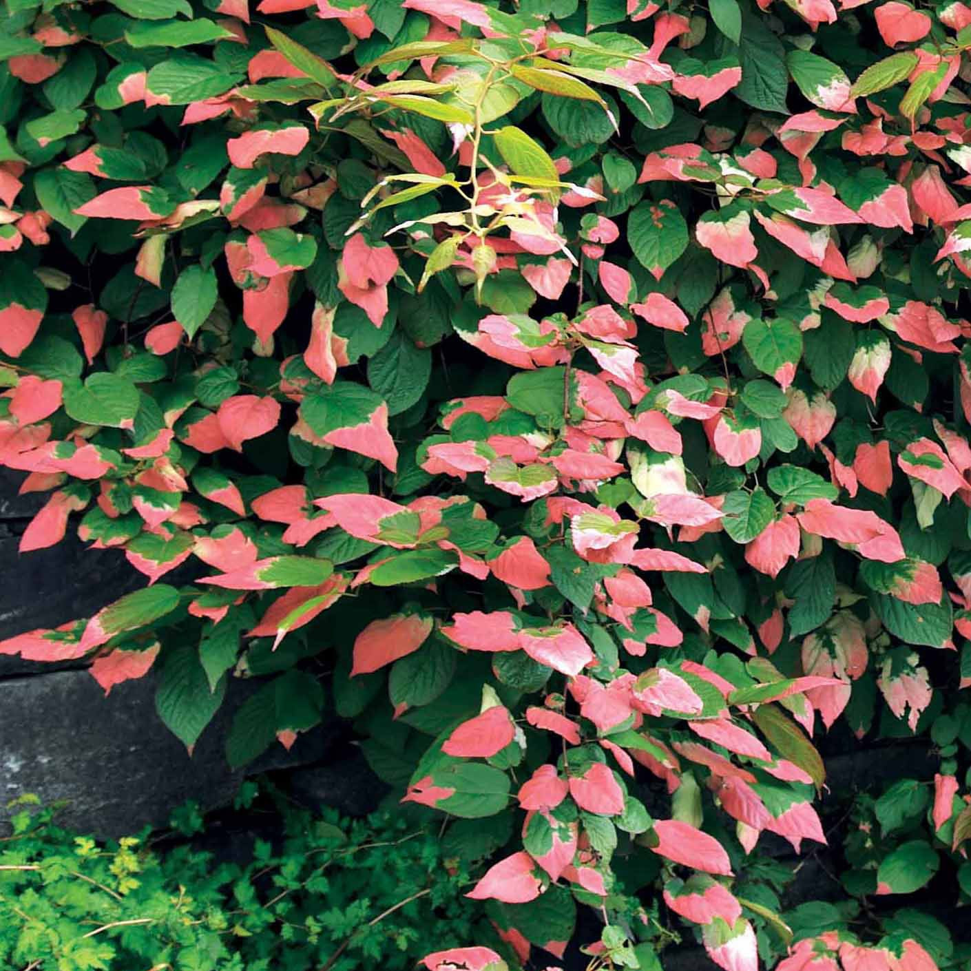 Buntlaubige Zierkiwi - Actinidia kolomikta | Bakker.com Buntlaubige Zierkiwi - Actinidia kolomikta | Bakker.com