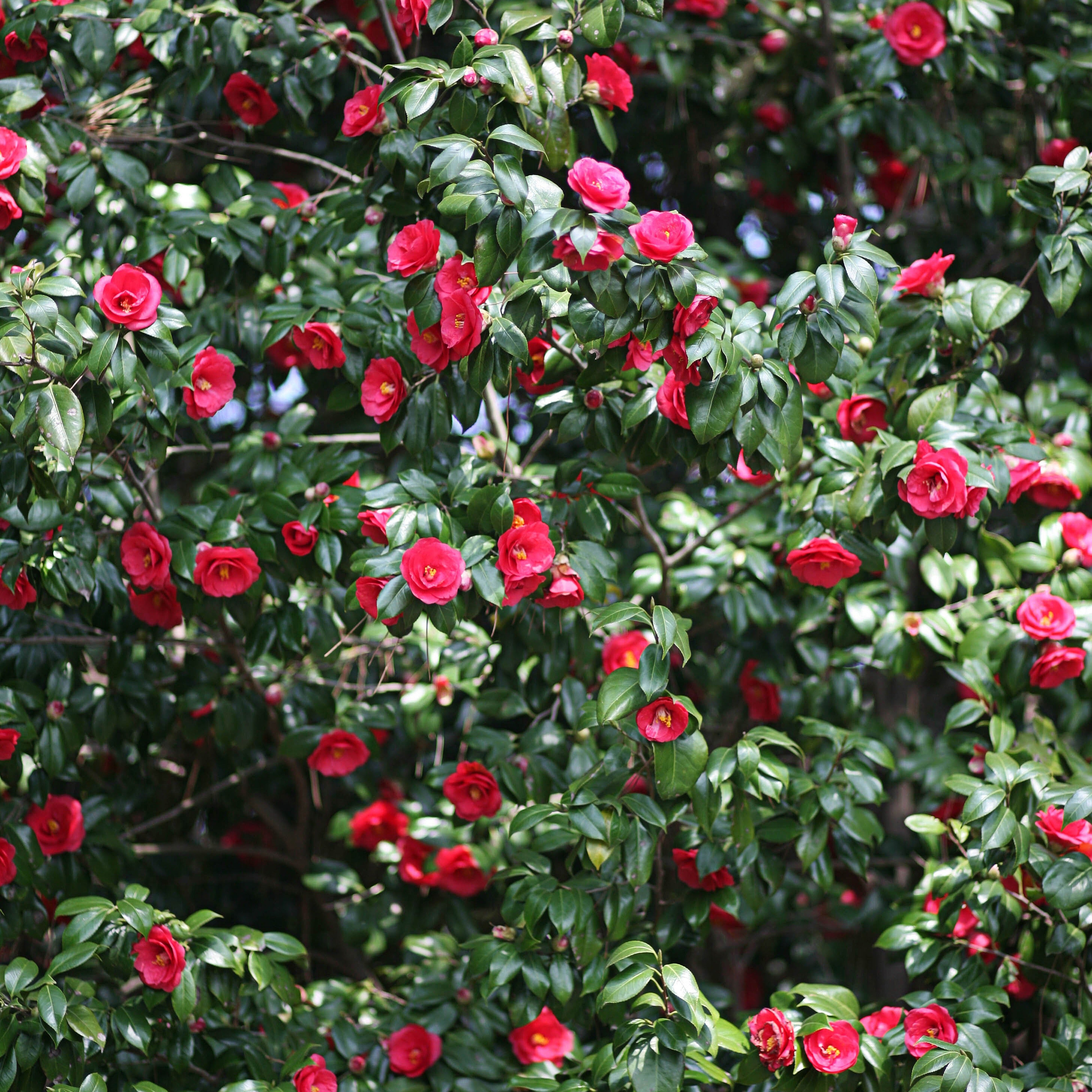 Japanische Kamelie 'Lady Campbell' - Camellia japonica Lady Campbell