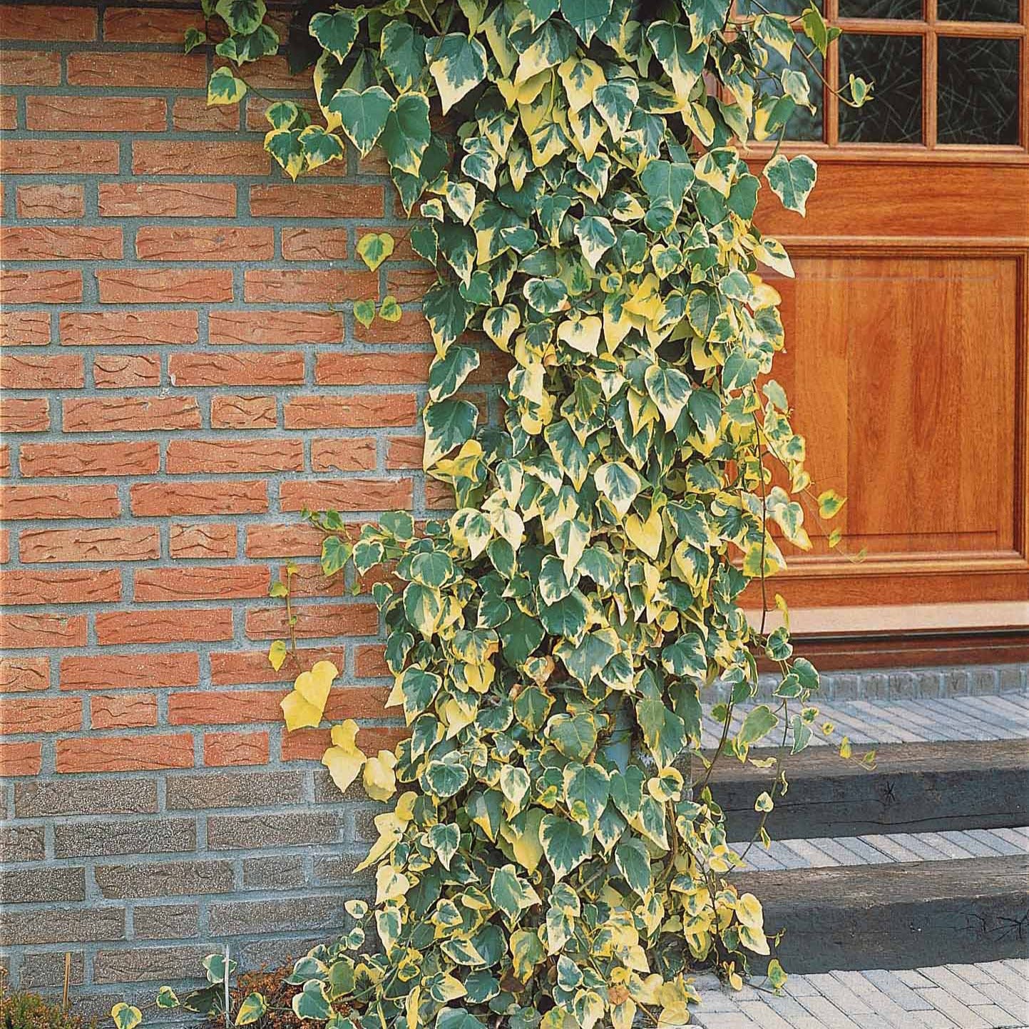 Kaukasus-Efeu 'Dentata Variegata' - Hedera colchica dentata variegata